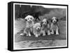 Four Tibetan Terrier Puppies Sitting in a Row. Owner: Greig-null-Framed Stretched Canvas