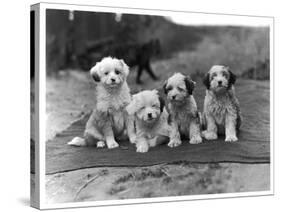 Four Tibetan Terrier Puppies Sitting in a Row. Owner: Greig-null-Stretched Canvas