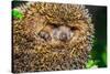 Four-Toed Young Hedgehog, Atelerix Albiventris-Alan64-Stretched Canvas