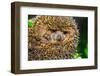 Four-Toed Young Hedgehog, Atelerix Albiventris-Alan64-Framed Photographic Print