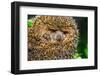 Four-Toed Young Hedgehog, Atelerix Albiventris-Alan64-Framed Photographic Print