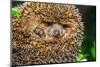 Four-Toed Young Hedgehog, Atelerix Albiventris-Alan64-Mounted Photographic Print