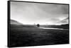 Four Trees, Rannock Moor 1981-null-Framed Stretched Canvas