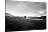 Four Trees, Rannock Moor 1981-null-Stretched Canvas