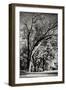 Four Trees-Alan Hausenflock-Framed Photographic Print