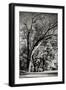 Four Trees-Alan Hausenflock-Framed Photographic Print