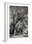 Four Trees-Alan Hausenflock-Framed Photographic Print