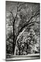 Four Trees-Alan Hausenflock-Mounted Photographic Print