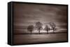 Four Trees-Steve Gadomski-Framed Stretched Canvas