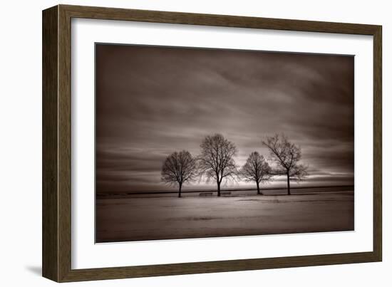Four Trees-Steve Gadomski-Framed Photographic Print