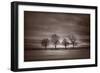 Four Trees-Steve Gadomski-Framed Photographic Print