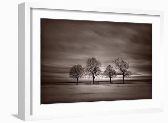 Four Trees-Steve Gadomski-Framed Photographic Print