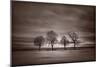 Four Trees-Steve Gadomski-Mounted Photographic Print