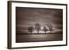 Four Trees-Steve Gadomski-Framed Photographic Print