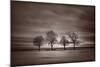 Four Trees-Steve Gadomski-Mounted Photographic Print