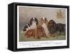 Four Types of King Charles Clevedon Champions-Frances C. Fairman-Framed Stretched Canvas