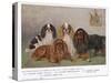 Four Types of King Charles Clevedon Champions-Frances C. Fairman-Stretched Canvas