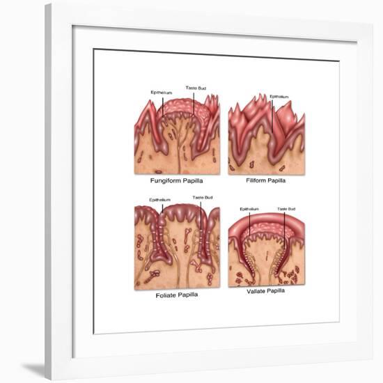 Four Types of Lingual Papilla, Illustration-Gwen Shockey-Framed Art Print