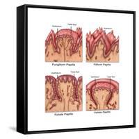 Four Types of Lingual Papilla, Illustration-Gwen Shockey-Framed Stretched Canvas