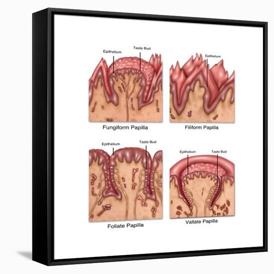 Four Types of Lingual Papilla, Illustration-Gwen Shockey-Framed Stretched Canvas