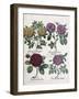 Four Types of Roses, 1613-Antoine Pesne-Framed Giclee Print