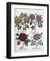 Four Types of Roses, 1613-Antoine Pesne-Framed Giclee Print