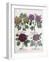 Four Types of Roses, 1613-Antoine Pesne-Framed Giclee Print