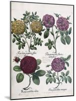 Four Types of Roses, 1613-Antoine Pesne-Mounted Giclee Print