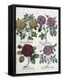 Four Types of Roses, 1613-Antoine Pesne-Framed Stretched Canvas
