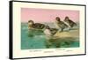 Four Types of Teal Ducks-Allan Brooks-Framed Stretched Canvas