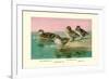 Four Types of Teal Ducks-Allan Brooks-Framed Art Print