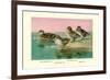 Four Types of Teal Ducks-Allan Brooks-Framed Art Print