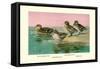 Four Types of Teal Ducks-Allan Brooks-Framed Stretched Canvas
