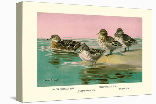 Four Types of Teal Ducks-Allan Brooks-Stretched Canvas