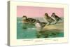 Four Types of Teal Ducks-Allan Brooks-Stretched Canvas