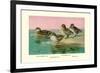 Four Types of Teal Ducks-Allan Brooks-Framed Premium Giclee Print