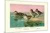 Four Types of Teal Ducks-Allan Brooks-Mounted Premium Giclee Print