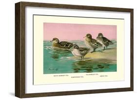 Four Types of Teal Ducks-Allan Brooks-Framed Art Print