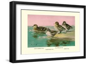 Four Types of Teal Ducks-Allan Brooks-Framed Art Print