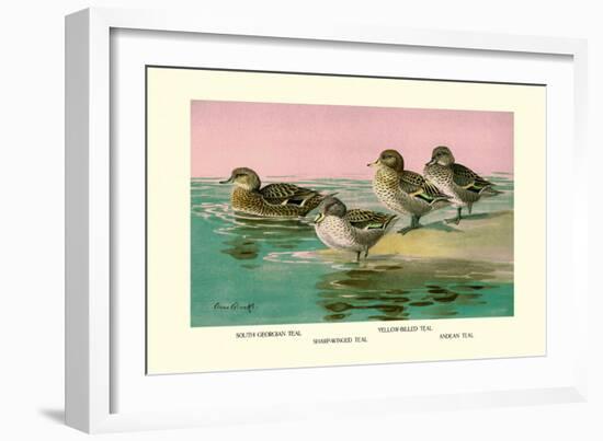 Four Types of Teal Ducks-Allan Brooks-Framed Art Print