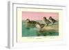 Four Types of Teal Ducks-Allan Brooks-Framed Art Print