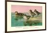 Four Types of Teal Ducks-Allan Brooks-Framed Art Print