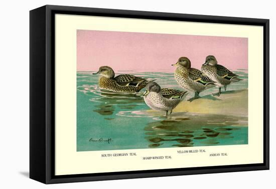 Four Types of Teal Ducks-Allan Brooks-Framed Stretched Canvas