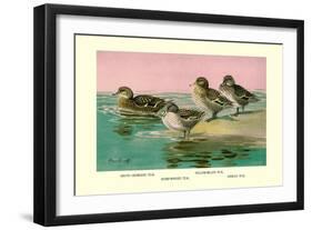 Four Types of Teal Ducks-Allan Brooks-Framed Art Print