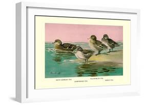 Four Types of Teal Ducks-Allan Brooks-Framed Art Print