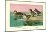 Four Types of Teal Ducks-Allan Brooks-Mounted Art Print