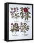 Four Variets of Dog Rose, from 'Hortus Eystettensis', by Basil Besler (1561-1629), Pub. 1613 (Hand-German School-Framed Stretched Canvas