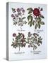 Four Variets of Dog Rose, from 'Hortus Eystettensis', by Basil Besler (1561-1629), Pub. 1613 (Hand-German School-Stretched Canvas