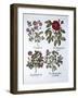 Four Variets of Dog Rose, from 'Hortus Eystettensis', by Basil Besler (1561-1629), Pub. 1613 (Hand-German School-Framed Giclee Print