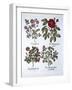 Four Variets of Dog Rose, from 'Hortus Eystettensis', by Basil Besler (1561-1629), Pub. 1613 (Hand-German School-Framed Giclee Print